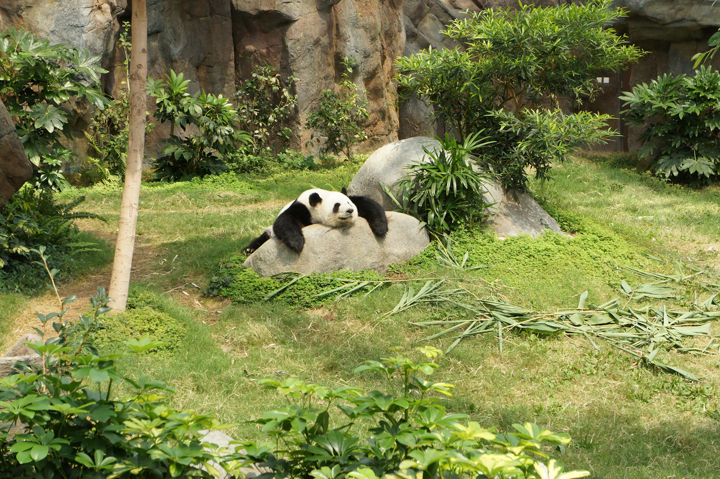 Centro de cria de Oso Panda en Chengdu